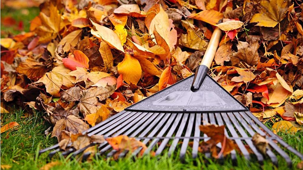 Lehdet kannattaa haravoida puiden ja pensaiden alle tai jättää kokonaan haravoimatta.