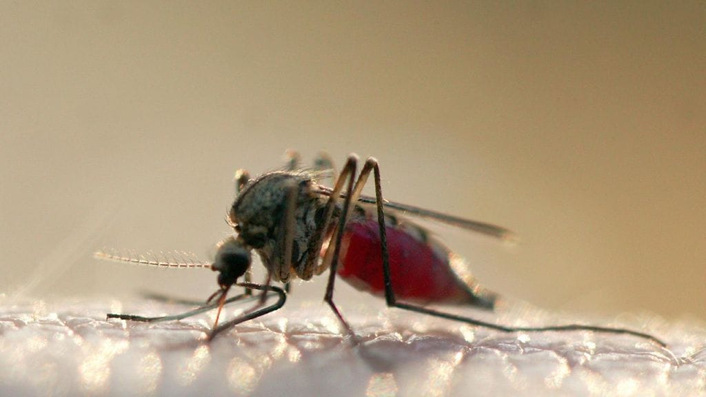 Hyttysten vastustuskyky hyönteismyrkyille on lisääntynyt ja vaikeuttanut samalla malarian hävittämistä.