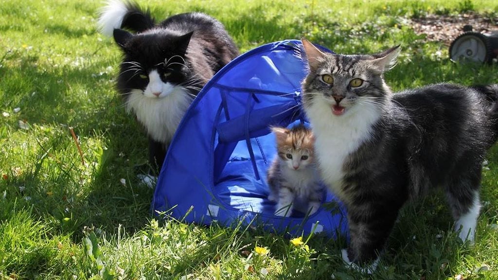 Poliisimuseon Aamu-kissa 3