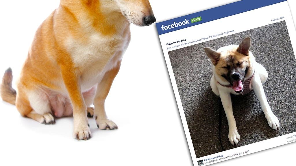Kuvakaappaus Pig-koiran FB-sivulta