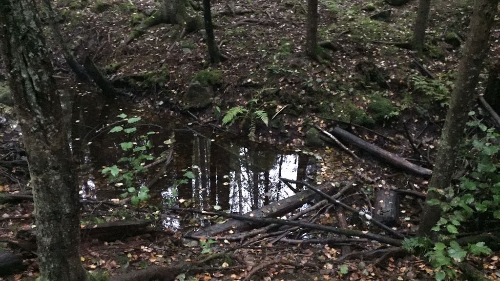 Mies oli napattu pakettiautoon ja ajettu Nuuksioon pahoinpideltäväksi velanperinnän vuoksi. Yleiskuva Nuuksiosta.