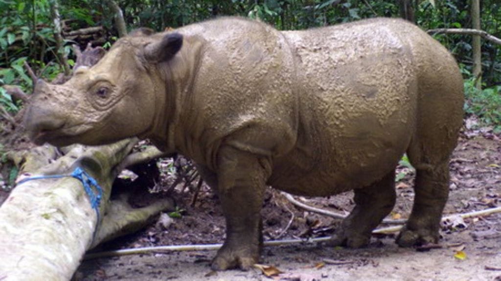 Uhanalainen sumatransarvikuono Ratu kuvattuna helmikuussa 2010.