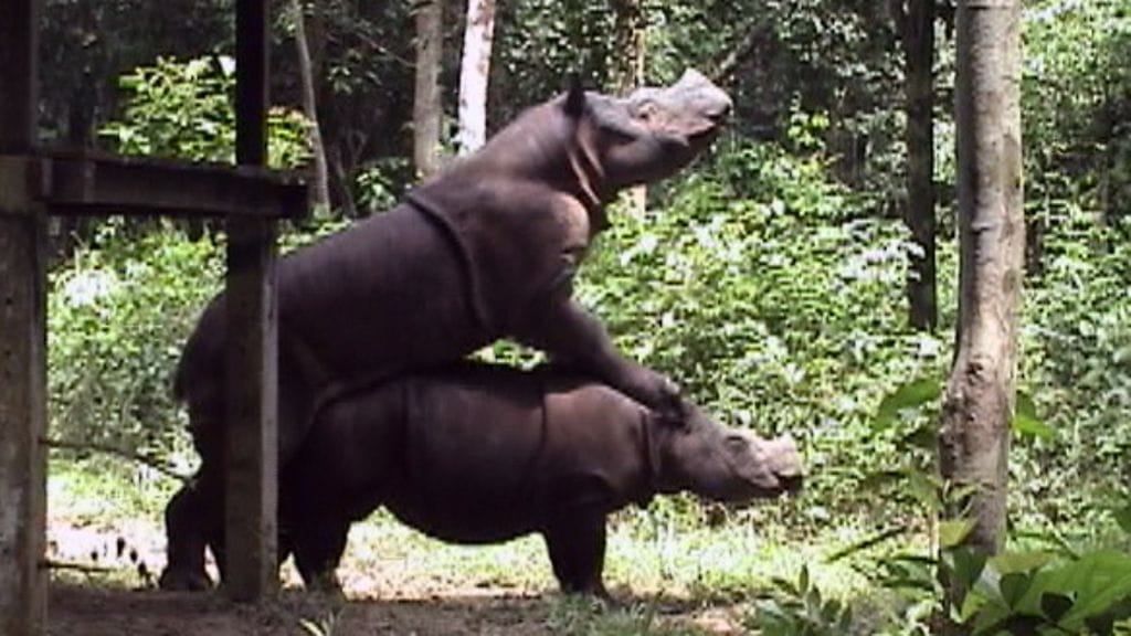 sumatransarvikuono, Ratu, Andalas, parittelu