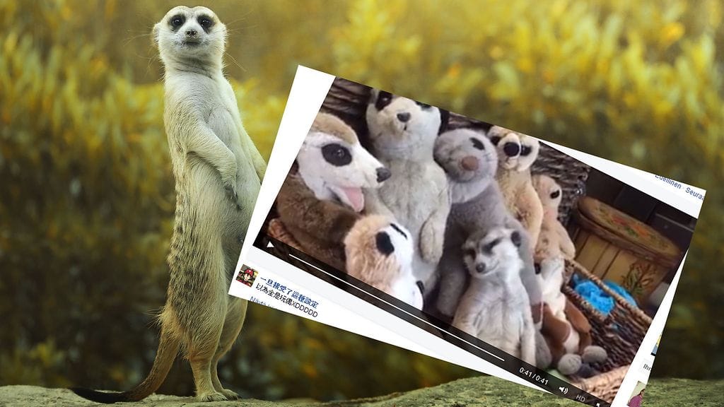 Mangustit elävät jopa 30 jäsenen laumoissa.