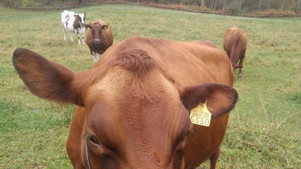 Lepotauoltaan ojaan horjahtanut lehmä saatiin aamulla onnellisesti takaisin lautumelle. Kuvan lehmä ei liity tapaukseen.