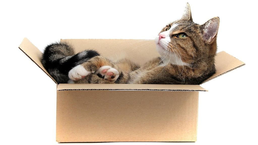 "Moikka. Ai minä? Nukun pahvilaatikossa, etkö näe?"