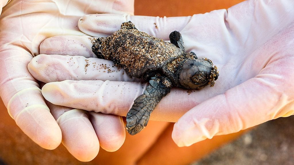 kilpikonnat_0009_Layer 4