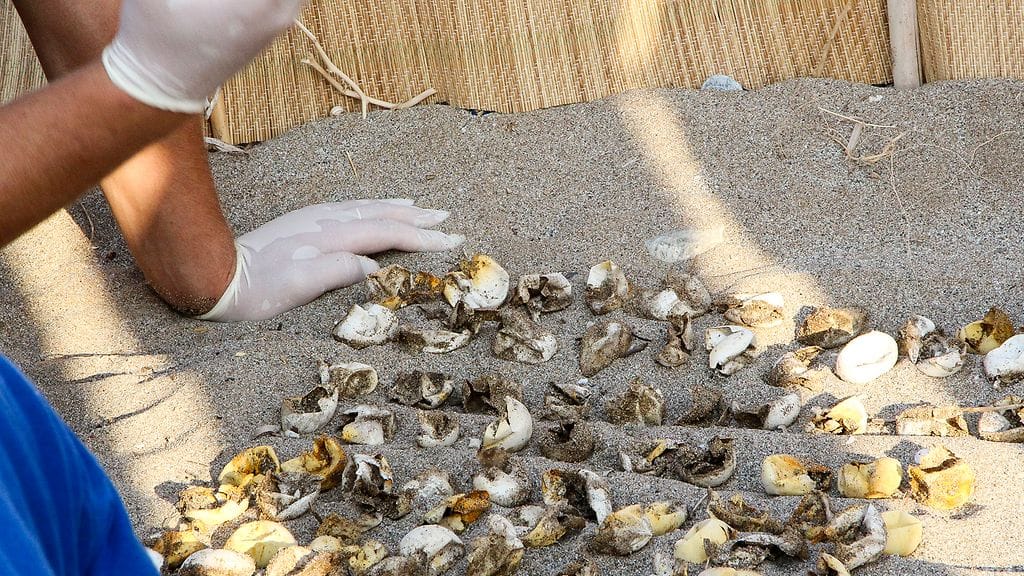 kilpikonnat_0002_Layer 11