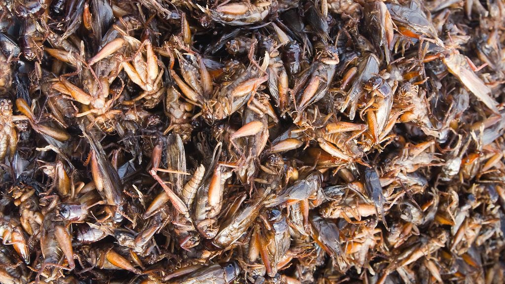 Hyönteiset ovat varsinkin Aasiassa suosittua ruokaa.