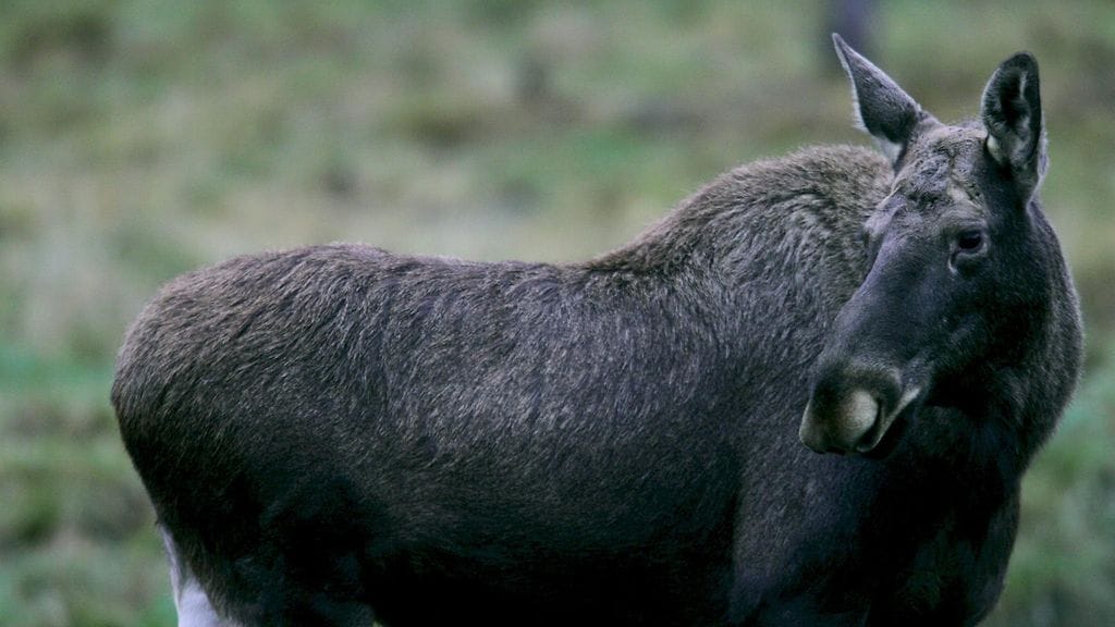 Hirven normaaliin elinympäristöön ilman ihmistä ei kuulu mitään, mikä liikkuisi lähes satasen tuntinopeudella.