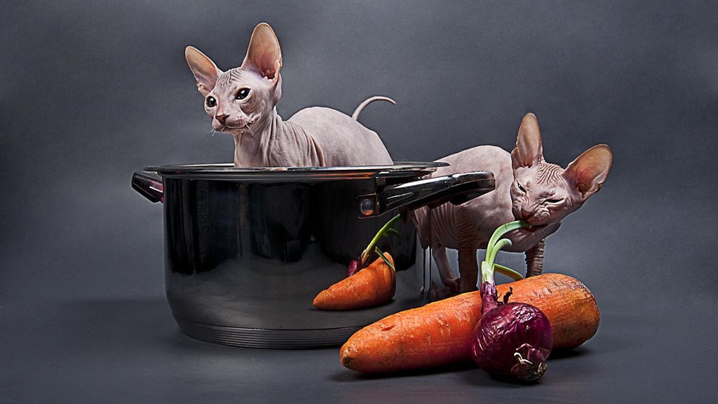 Kissat kuuluvat joidenkin sveitsiläisten ravintoloiden ruokalistalle.