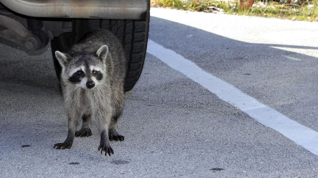 Pesukarhu joutui tarinan mukaan alkolukon avaajaksi. Kuvituskuva.