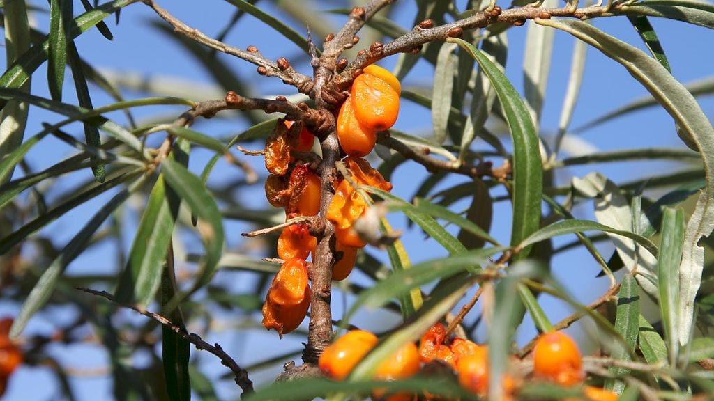 Tyrnikärpäsen toukan aiheuttamat tuhot huomaa selvimmin pensaassa roikkuvista tyhjistä marjan kuorista.
