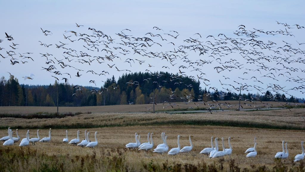 "Ilmatilassa ruuhkaa. Lennonjohto ei anna lähtölupaa", kirjoittaa Maija Savolainen kuvansa yhteydessä. Satoja joutsenia ja valkoposkihanhia Nurmeksessa 24. syyskuuta 2015.