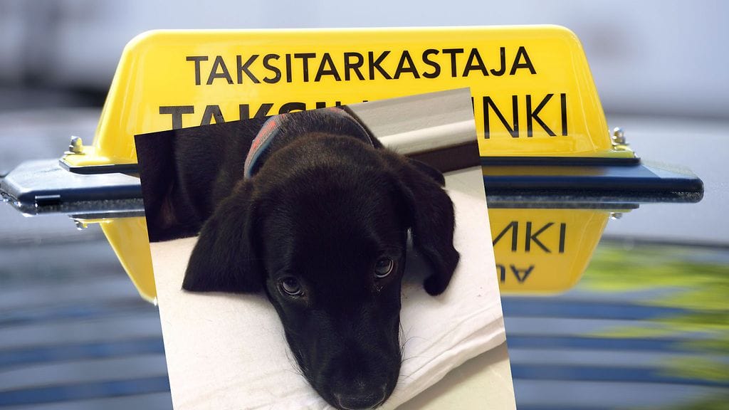 Taksitarkastajat ovat harvemmin nelijalkaisia ja näin suloisia.