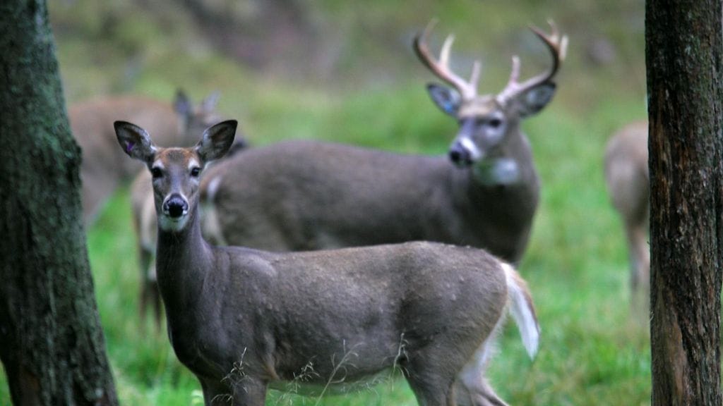 Paras keino peurakolarin välttämiseen on pitää ajonopeus riittävän alhaisena.