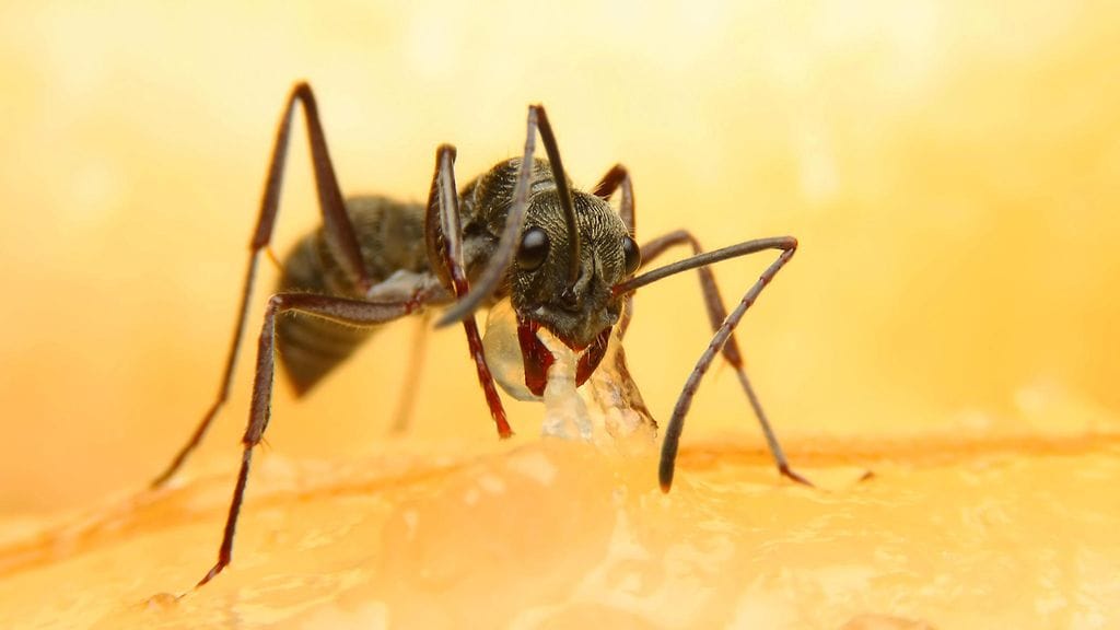 Redzepi kannustaa ihmisiä syömään hyönteisiä.