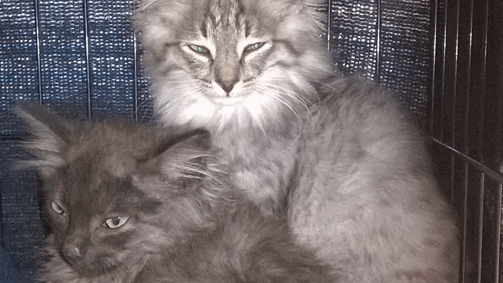 Turun Eläinsuojeluyhdistys julkaisi tämän kuvan Facebookissa.