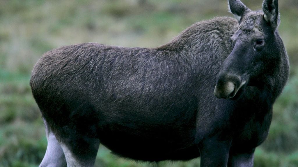 Norjassa on todettu useita hirvieläinten näivetystautitapauksia. Kuvituskuva.