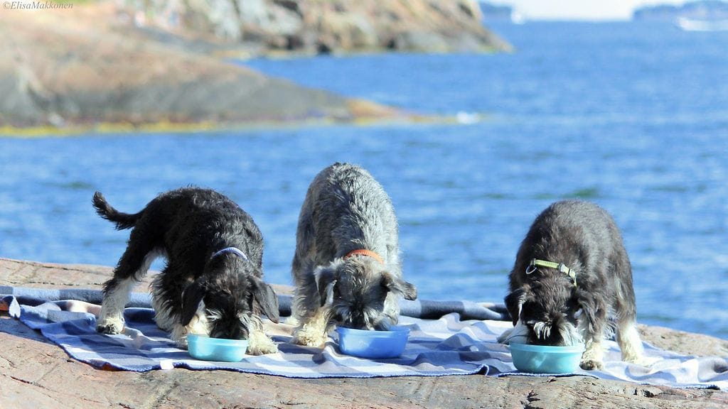 "Tööt tööt! Mepä oltiin tänään eväsretkellä Suomenlinnassa, siks toi alotuskin on niinku tollanen lautan torven törähdys!"