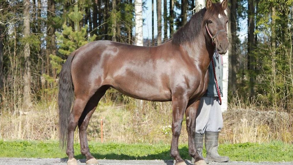 Viisivuotias Kiviniemen Manta starttaa tänään Teivon Toto5-kierroksella.