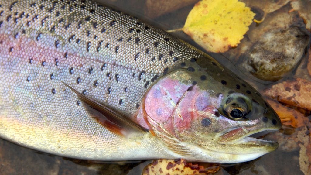 Kirjolohi on alkujaan kotoisin Pohjois-Amerikasta.