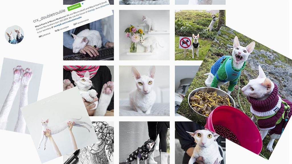 Suomalaiset kissat Mäyrä-Kaarlo ja Mauno Muikkunen hurmaavat Instagramissa.