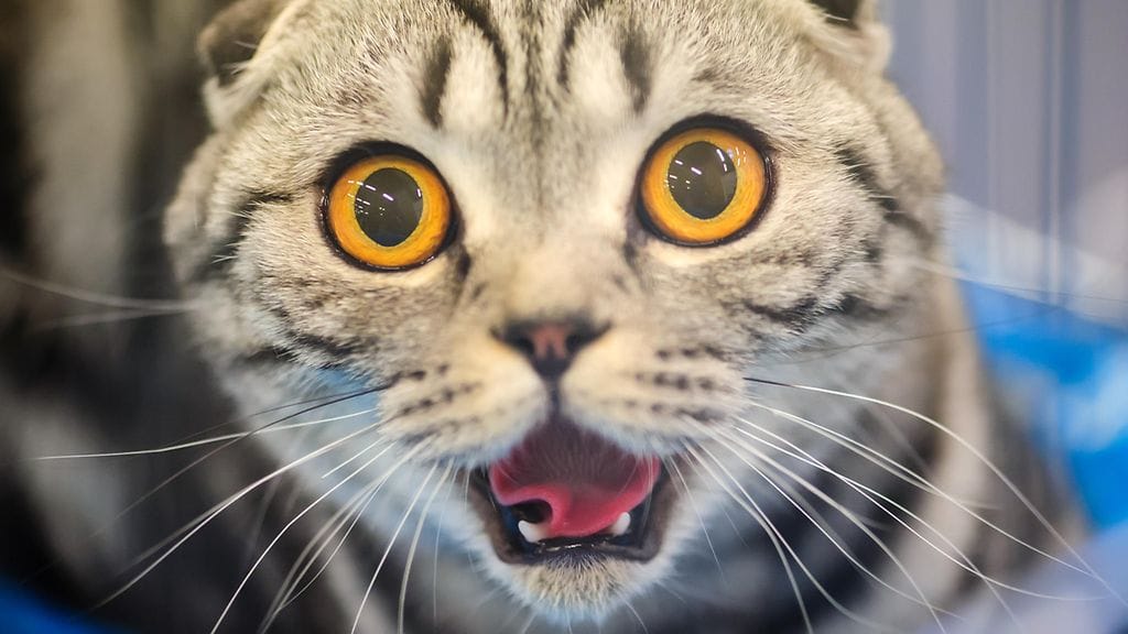 Kissat, oman elämänsä tilannekoomikot.