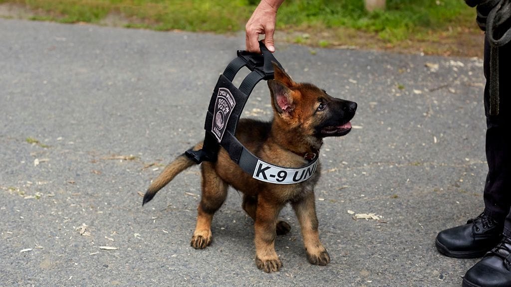 Poliisikoirien söpöys ymmärretään myös maailmalla. Kuvassa nettihitiksi noussut yhdysvaltalainen poliisipentu Tuco, joka kuvaushetkellä oli vielä hieman liian pieni tulevaan virka-asuunsa.