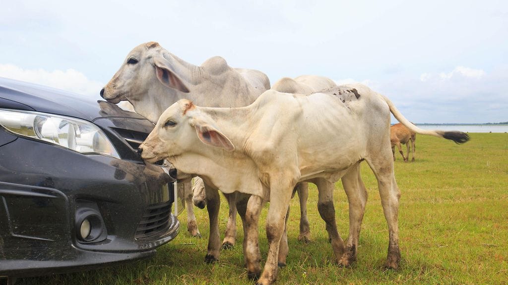 Karjanäyttelystä karannut lehmä aiheutti autoille 800 punnan vahingot. Kuvan lehmät eivät liity tapaukseen.