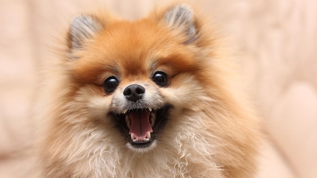 Tutkimuksessa selvisi, että koirat ovat erityisen herkkiä ihmisen sosiaalisille viesteille.