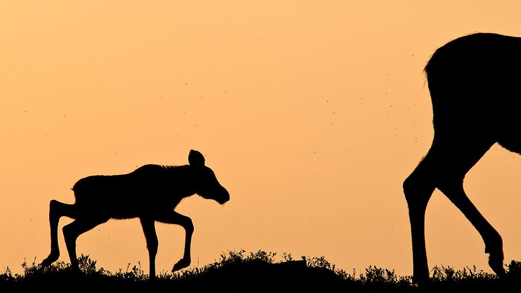 Vuoden luontokuva on paljastunut peilikuvaksi alkuperäisestä otoksesta.