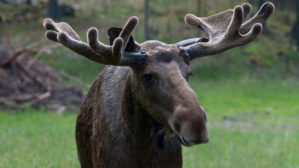 Suomessa havaittiin hirvieläinten näivetystautia nyt ensimmäisen kerran. Taudin esiintymistä on tutkittu vuodesta 2003 alkaen.