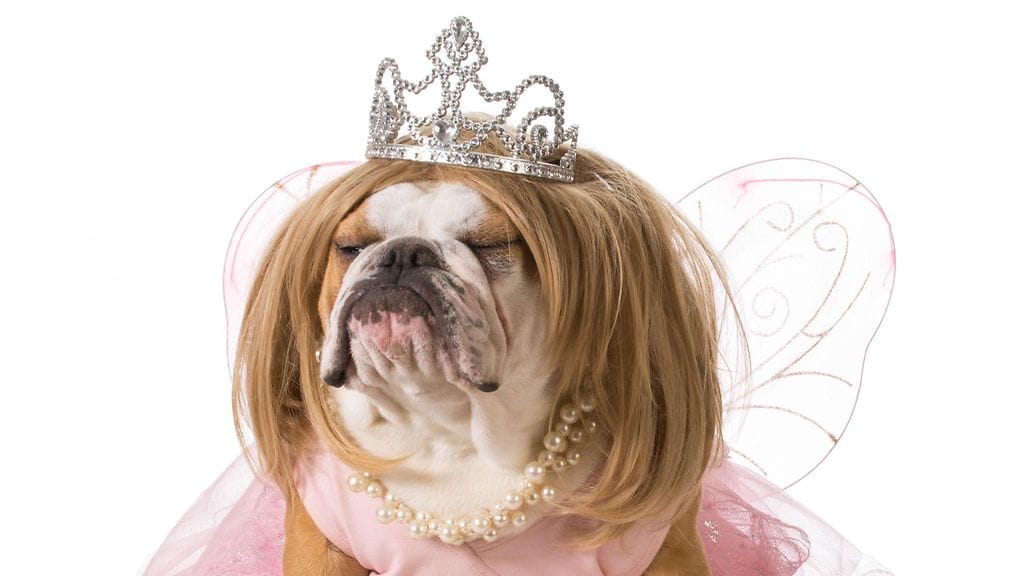Haluaisiko koirasi viettää päivän prinsessana halloweenin kunniaksi?