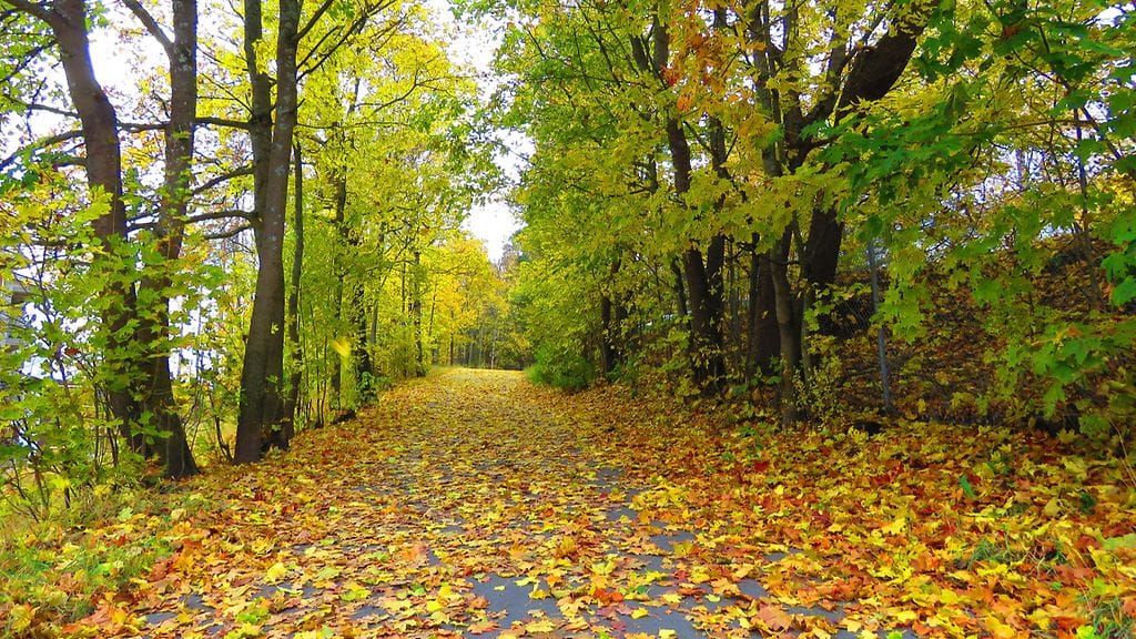 Puut ja pensaat ovat asiantuntjian mukaan valmistautuneet syvään lepotilaan jo elokuusta, mutta horroksesta ne eivät lähde kasvuun.