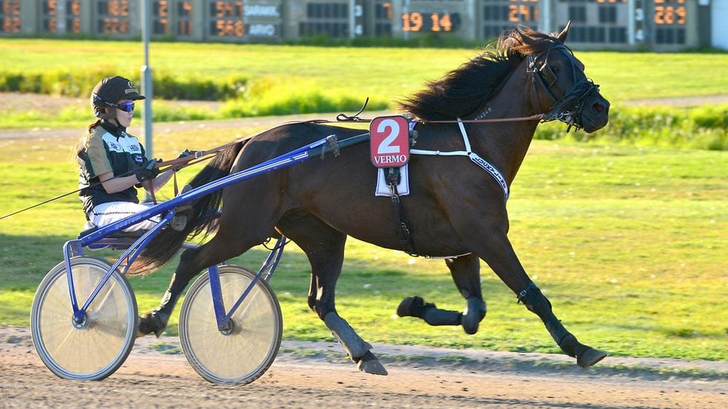 Luckyline Krok (kuvassa) löytyy yhtenä varmana Turun Toto4-kierroksen pienemmästä vihjesysteemistä.