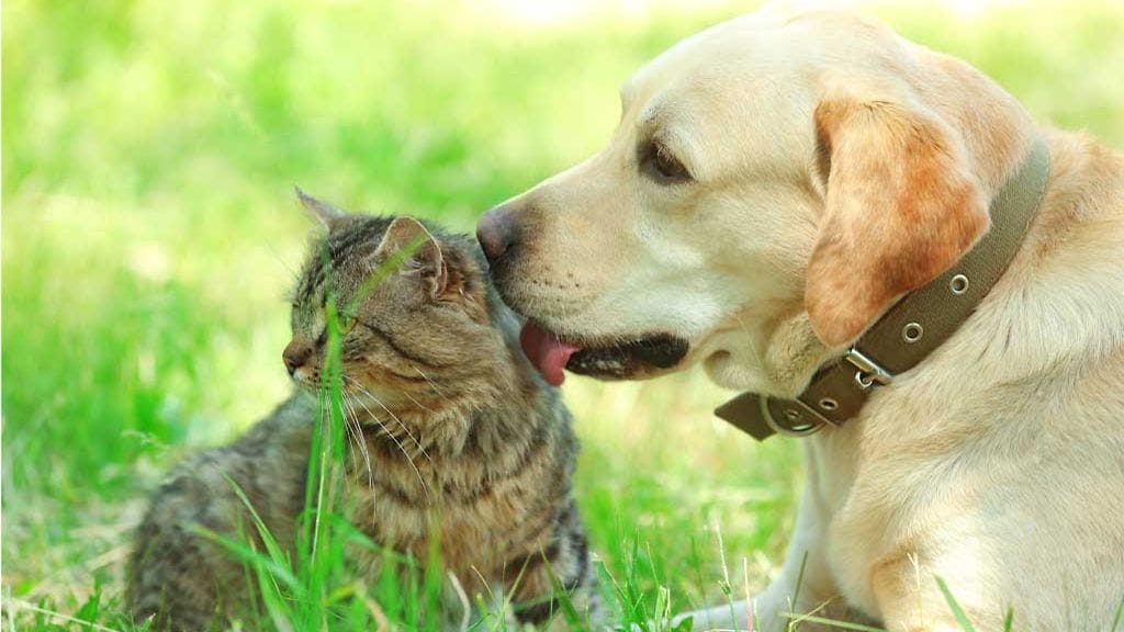 Omistajan haastava tehtävä on tarkkailla lemmikkien käytöksessä kaikenlaisia muutoksia.