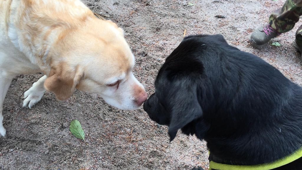 IMG_1726 Nela Nuuksio