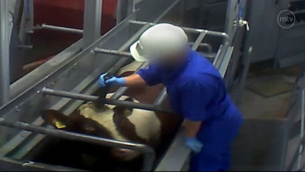 Ylen MOT-ohjelma esitti maanantaina videomateriaalia, jolla eläimiä kohdeltiin teurastamoilla julmasti.