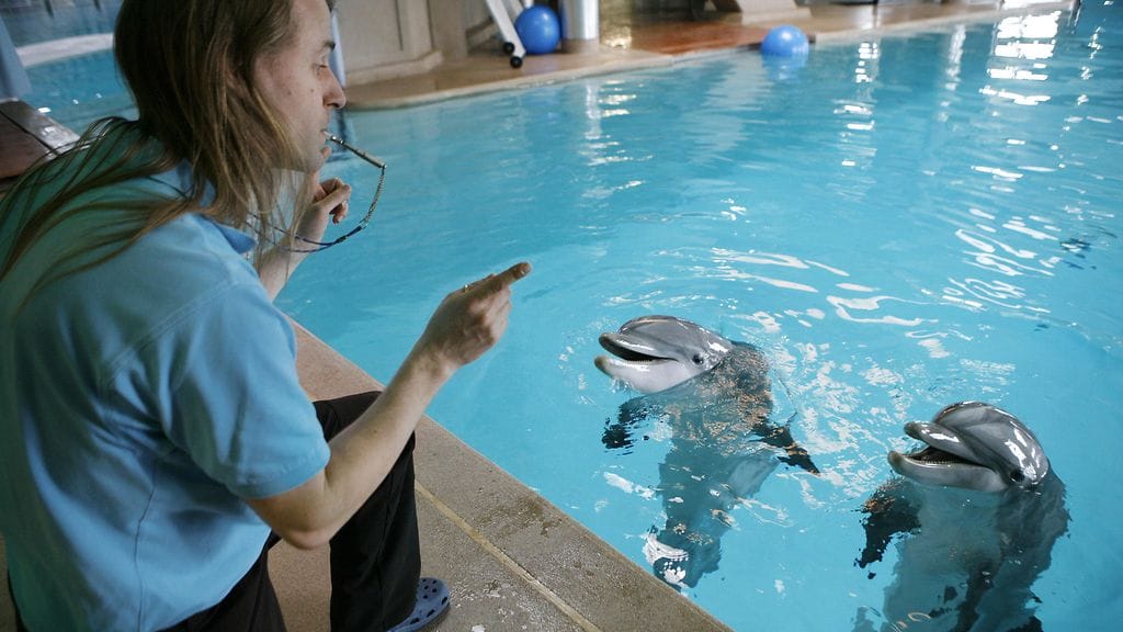 Pääkouluttaja Kai Mattsson ja delfiinit Näsi ja Eevertti esittelivät Tampereen Särkänniemen delfinaarion uutta allasta kevätinfossa 24. huhtikuuta 2008.
