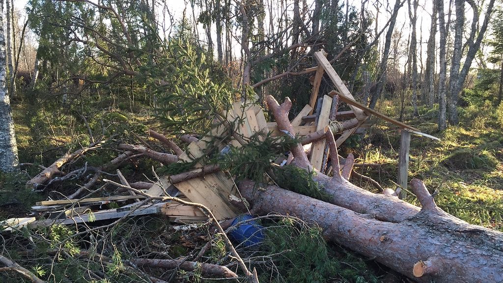 IMG_1885 Aktivistin pesäpuu on kaadettu