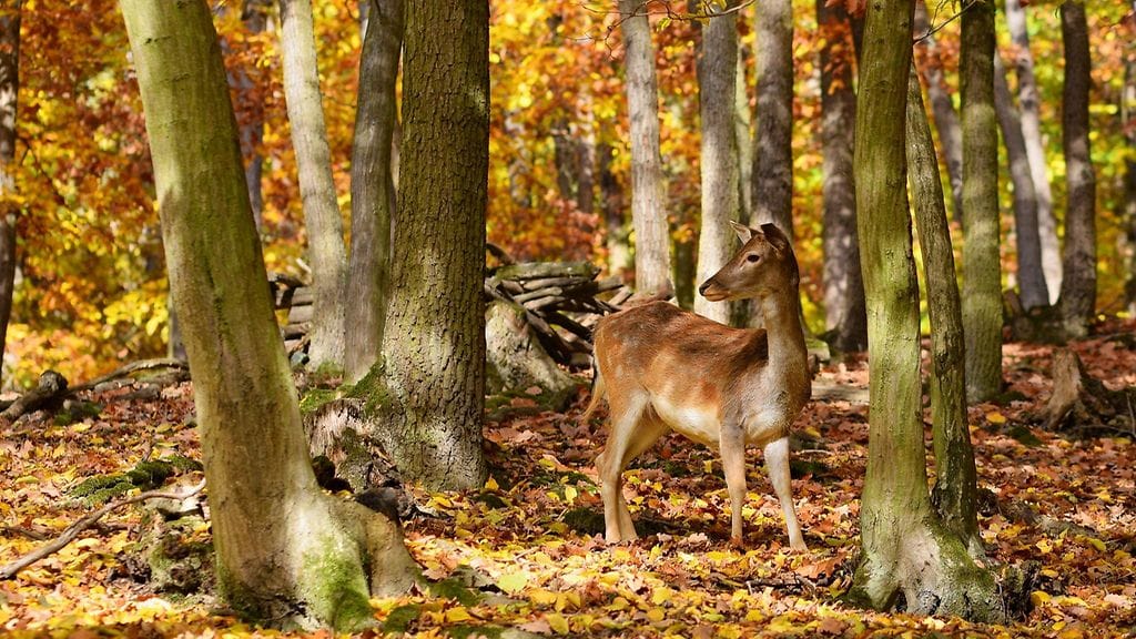 Hirvieläimet liikkuvat erityisesti aamu- ja iltahämärällä, joten tarkkaavaisuutta liikenteeseen.
