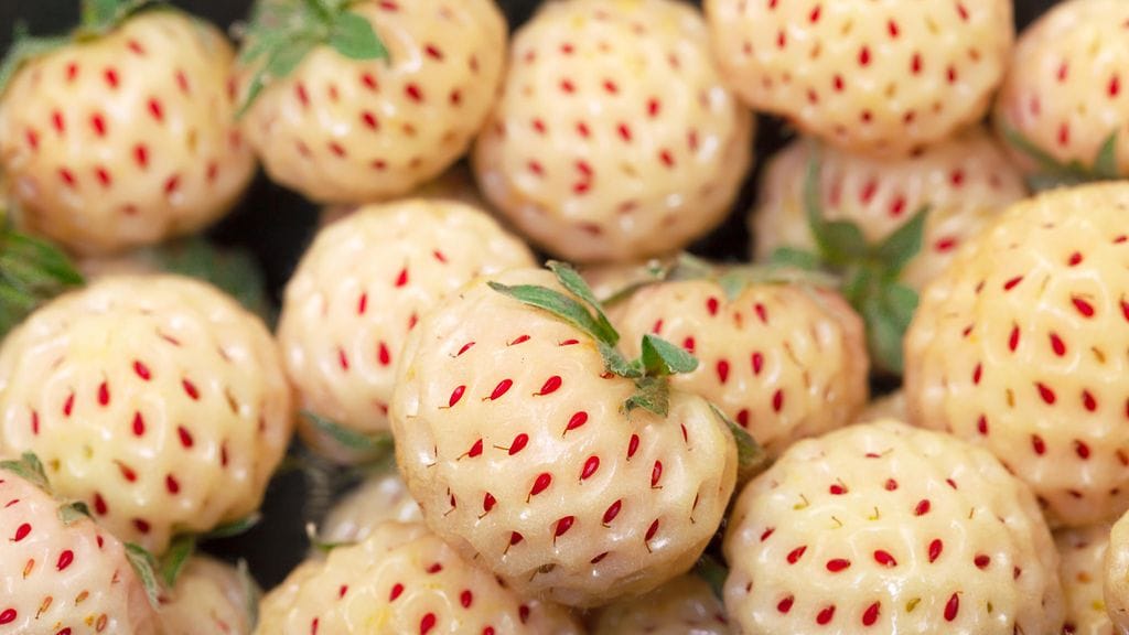 Ananasmansikan ulkonäkö saattaa hämätä. Maultaan se on erittäin makea.