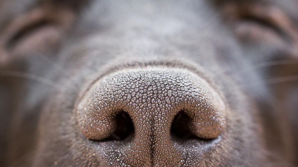 Autuas koira nousi somehitiksi. Kuvituskuva.