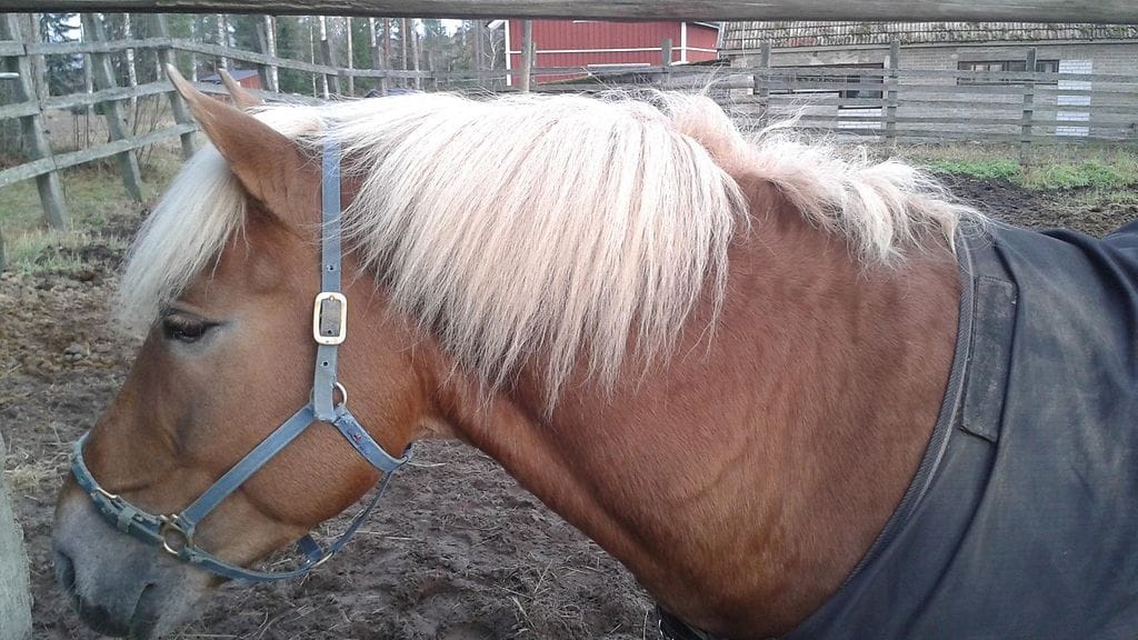 Costello on Turun Toto4-kierroksen vihjerivien varmavalinta.