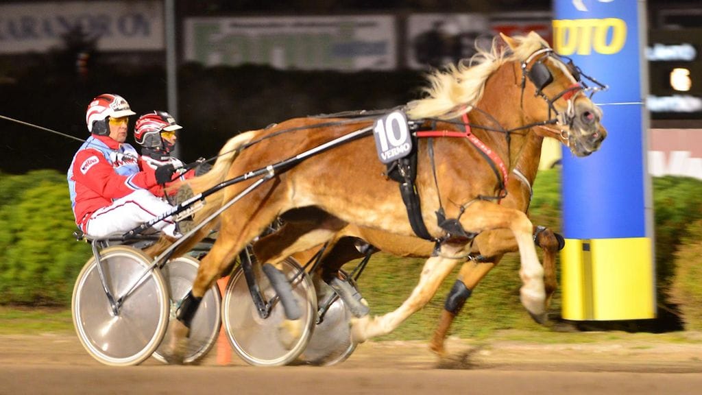 Pörnä-Tytöltä vapautuneen paikan Vermon kuningatarkilpailussa perii Loisto-Piirto (kuvassa).