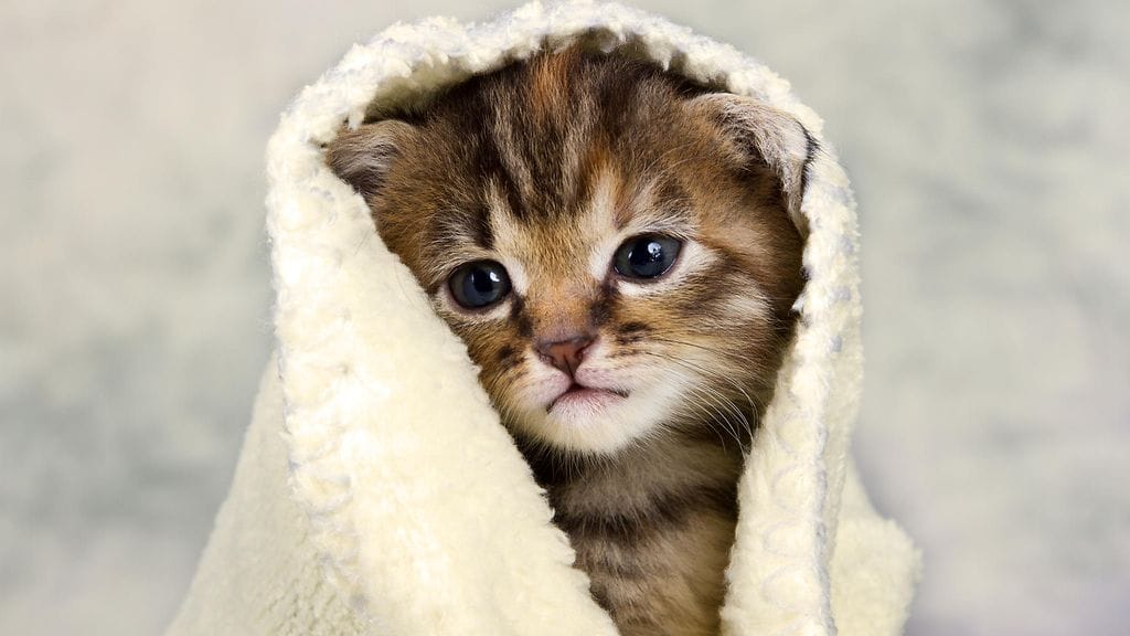 Pikkuriikkinen kissanpentu löytyi hylättynä laatikosta. Kuvituskuva.