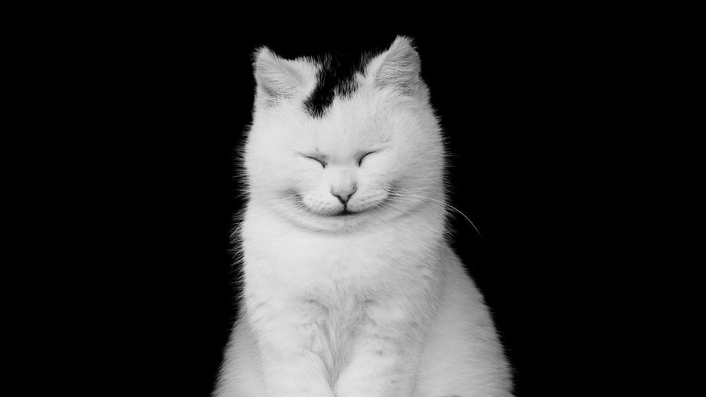 Kissan turkin värillä ja luonteenpiirteillä ei ole ennen todettu mitään yhteyttä.