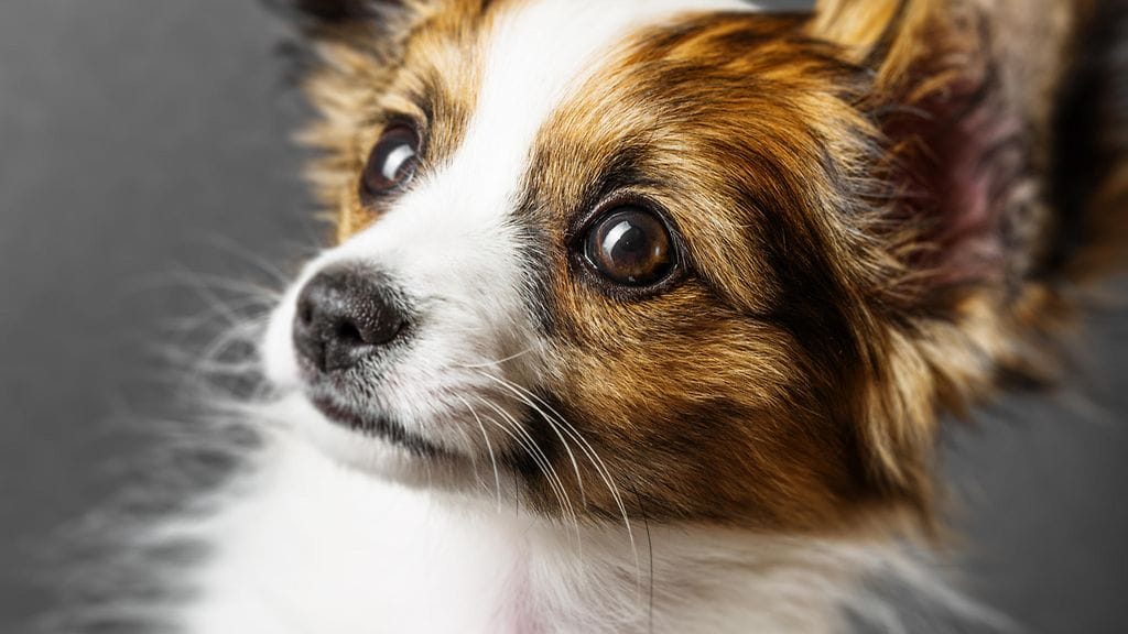 J.Lo-perhoskoira on ohiolaisen pojan tärkein ystävä. Kuvituskuva.