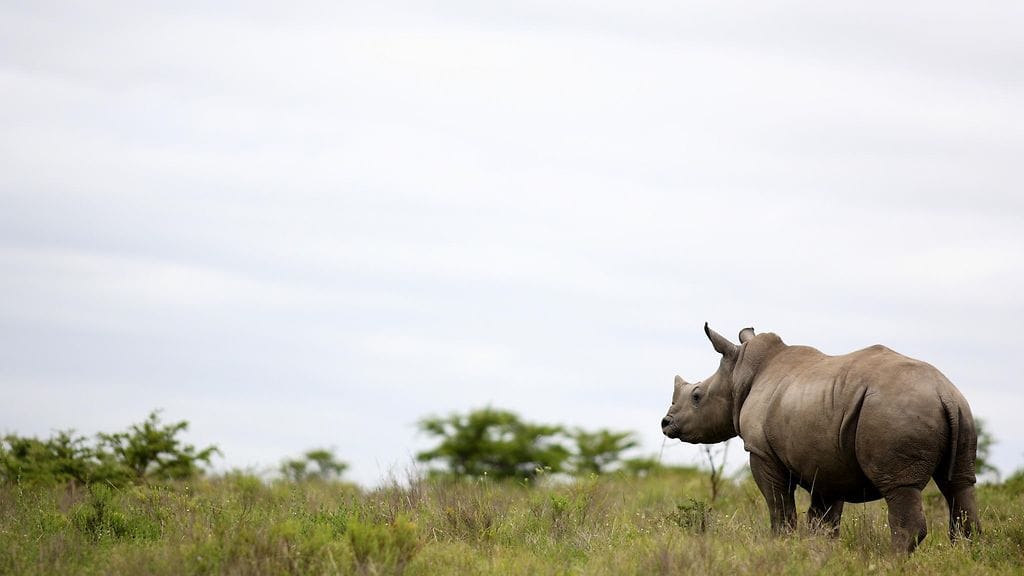 Intiansarvikuono savannilla. Kuvituskuva.